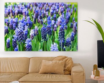 Many blue grape hyacinths by Ben Schonewille