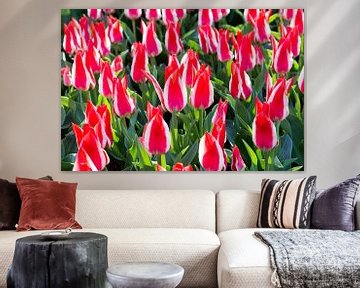 Veld met rood-wit gekleurde tulpen van Ben Schonewille