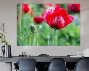 Red corn poppy with flower bud sur Ben Schonewille