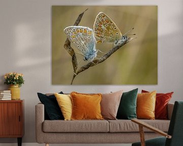 Mating of Common Blue by Esther van Rooijen