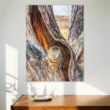 Holle boom op Heidestein