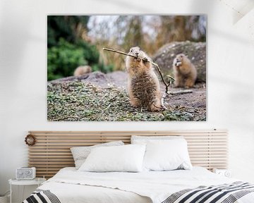 Prairie  dogs having lunch