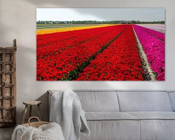 Tulpenveld in Noord-Holland van Keesnan Dogger Fotografie