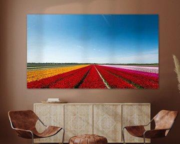 Champ de tulipes en Hollande du Nord sur Keesnan Dogger Fotografie