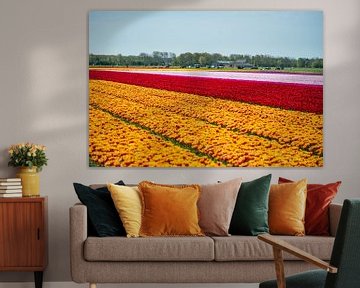 Tulpenveld in Noord-Holland van Keesnan Dogger Fotografie