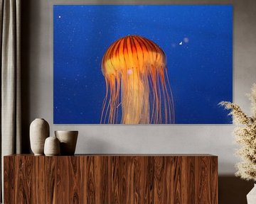 jellyfish by Jop Fotografie