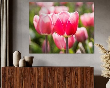 Tulpen uit Nederland van Hamperium Photography