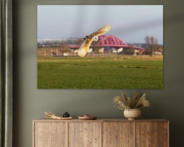 Barn owl flying  by Patries Photo