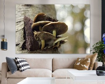 paddenstoelen