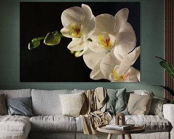 white Orchid by Cora Unk
