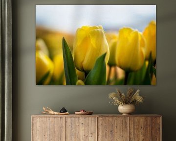 Tulpenfeld in Nordholland von Keesnan Dogger Fotografie