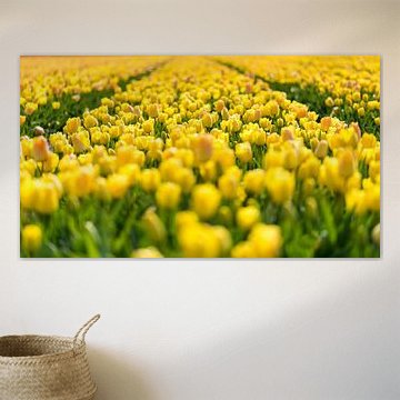 Champ de tulipes en Hollande du Nord