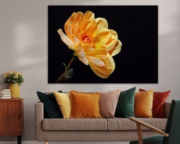 "Wärme" - Yellow Dahlia auf schwarzem Hintergrund
