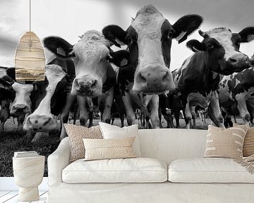 Cows in black and white by Brecht Nolmans