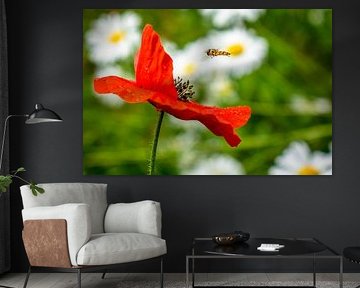 Poppy by Ron van Ewijk