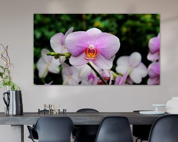 Orchidee wit met roze von Arjan de Kreek