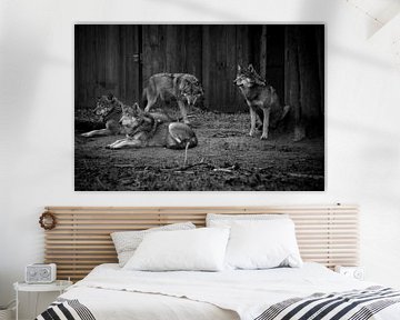 Zwart wit foto van wolven van Abi Waren