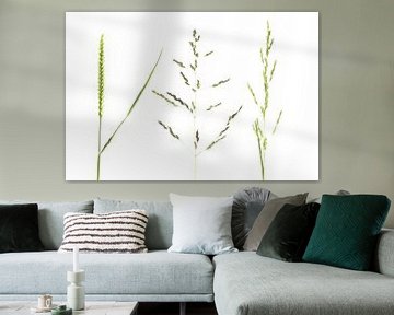3 types of green grass on white background