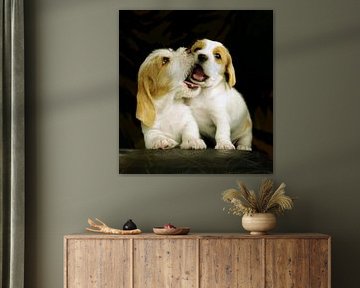 Spelende puppies