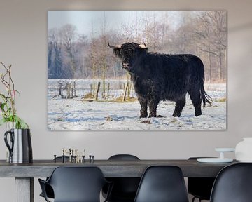 Zwarte Schotse Hooglander koe staat in winterse sneeuw van Ben Schonewille