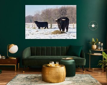 Zwarte Schotse Hooglander koe en stier staan in winter sneeuw landschap van Ben Schonewille