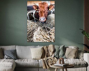 Cows, koeien, boerderij, landleven, van Roland de Zeeuw fotografie