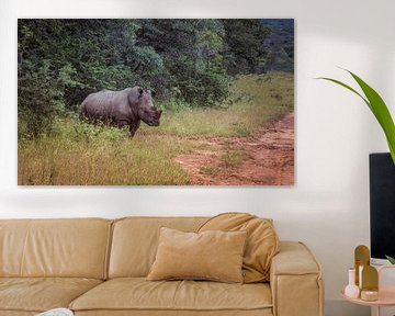 white rhino at the kruger park