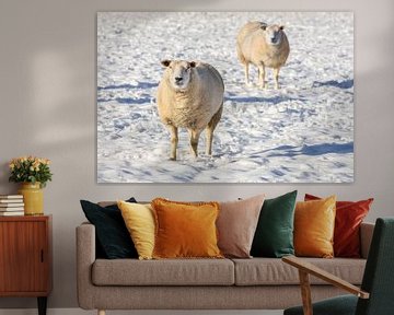 Twee schapen staan in winterse sneeuw 