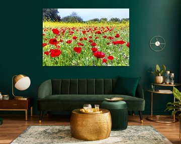 Field of red poppy flowers with yellow rapeseed plants by Ben Schonewille