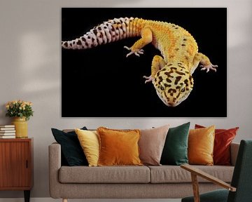Luipaardgekko by Jelle de Bruijn