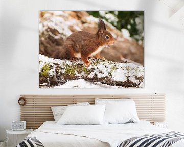 SCIURUS VULGARIS sur Sjoerd Montulet