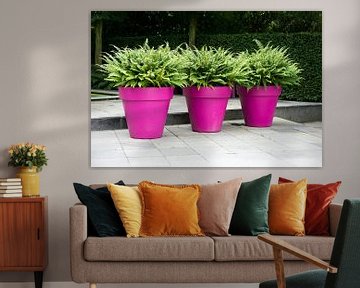 three purple vases with green plants