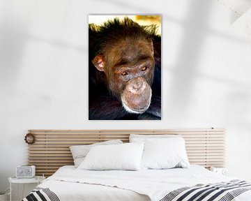 Chimpansee van Vincent Vagevuur