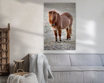 Iceland horse
