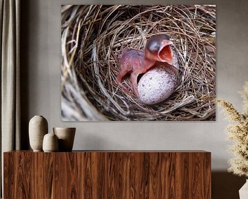 Hatched bird von Gem Huat Ang