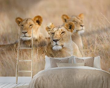 Lions in the grass by Marijn Heuts