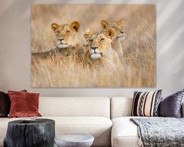 Lions in the grass by Marijn Heuts