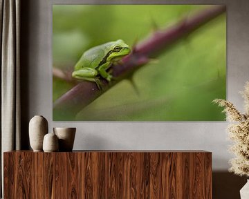 Tree frog by Gonnie van de Schans
