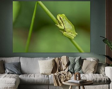 A tree frog in summer by Gonnie van de Schans