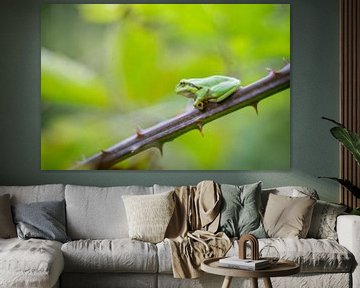 Little tree frog by Gonnie van de Schans