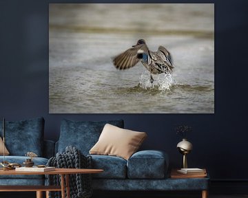 Common Teal by Gonnie van de Schans