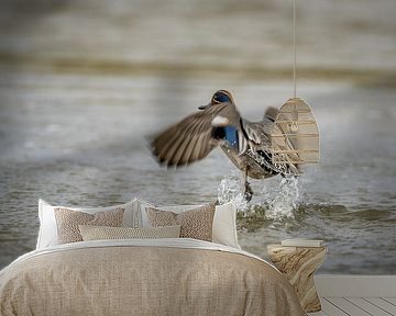 Common Teal by Gonnie van de Schans