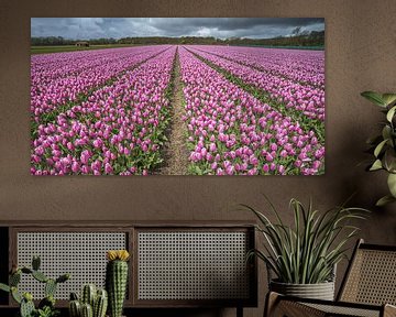 Pink tulips in a bulbs field