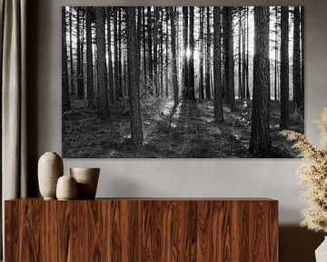 Forest in black&white by Wethorse Heleen
