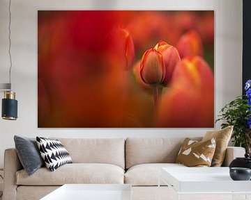 Lovely tulips sur Gonnie van de Schans