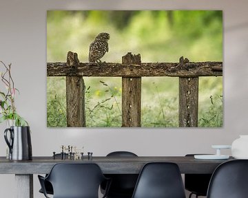 Little Owl on fence by Gonnie van de Schans