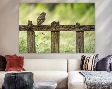 Little owl on fench