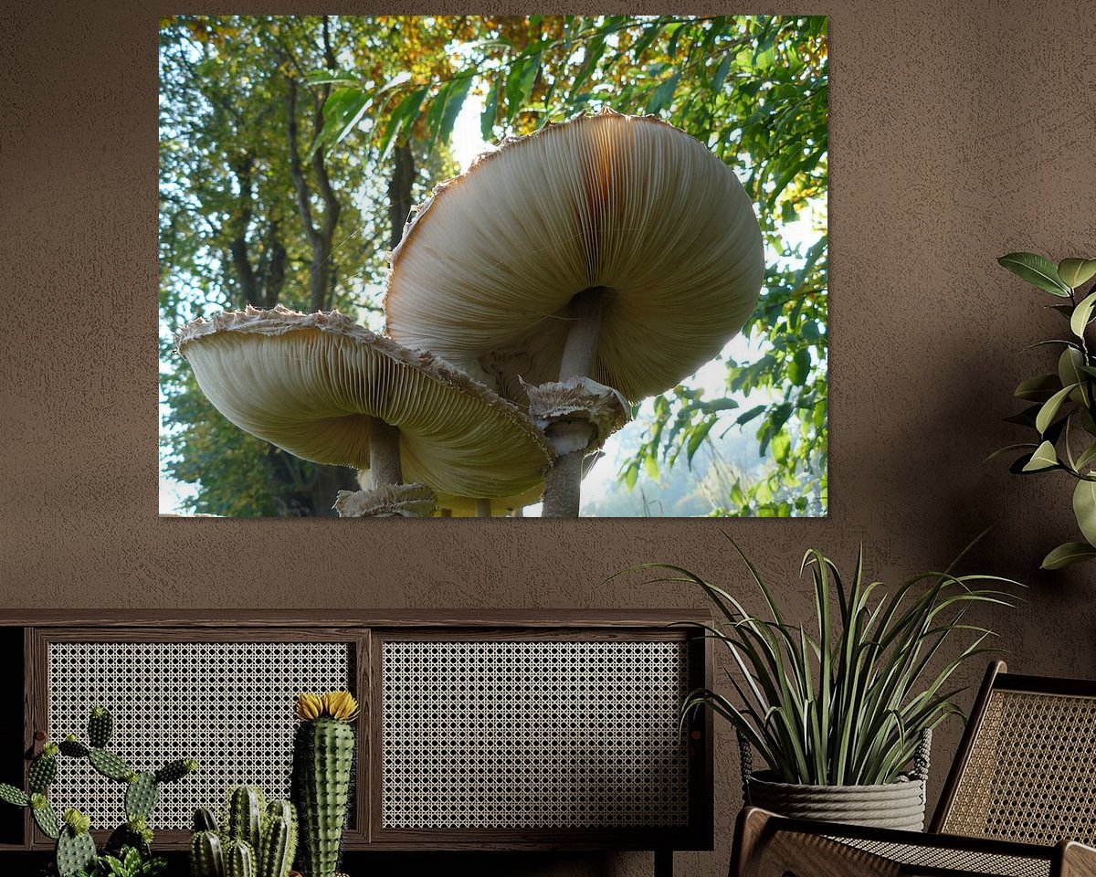 Aperçu de la chambre