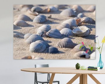 Kokkel schelpen op het strand van Ad Jekel