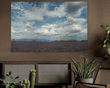 Lavender field with clouds by Bas Verschoor